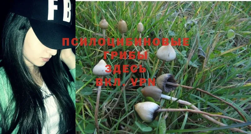 Галлюциногенные грибы Cubensis  хочу наркоту  Ульяновск 