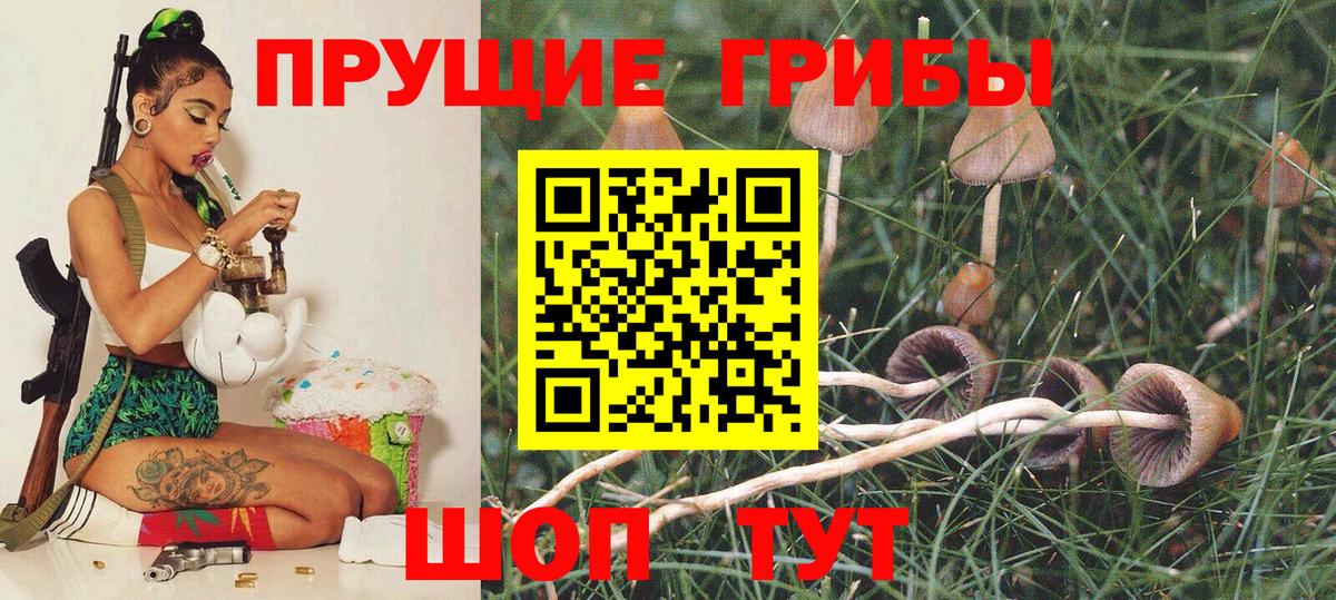 Псилоцибиновые грибы Psilocybe Ульяновск